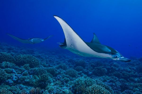Swim With Manta Rays Nusa Penida Tripcarte Asia